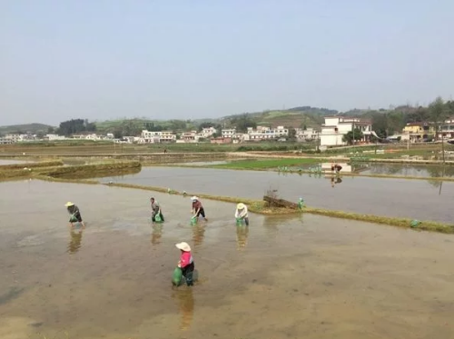 四川這項改良土壤技術(shù) 讓稻谷賣價翻一倍