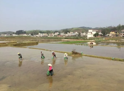 四川這項改良土壤技術(shù) 讓稻谷賣價翻一倍