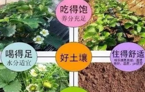 土壤有機(jī)質(zhì)含量高不高，和它有直接關(guān)系！