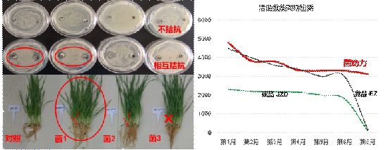 中化菌動力，抗病促根添活力