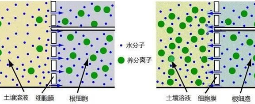 菜田土壤鹽漬化問題突出，20年植保經(jīng)驗(yàn)告訴你如何有效解決！