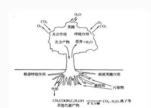 土壤有機(jī)污染物的生物處理辦法