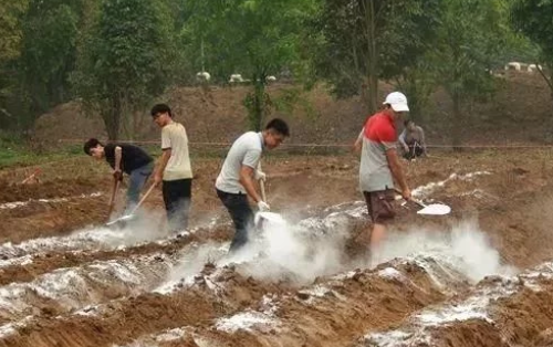 用生石灰給土壤消毒行嗎？