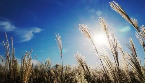 重金屬污染土壤治理：生物法，后浪的洪荒之力