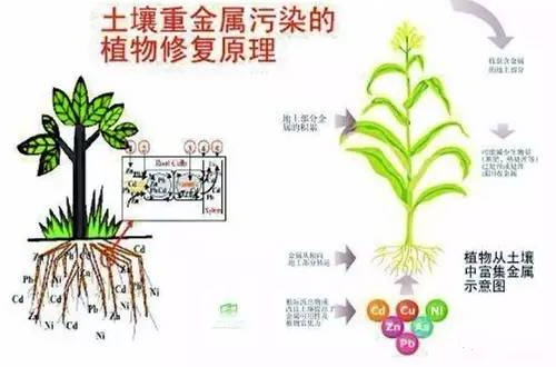 土壤健康的標(biāo)準(zhǔn)是什么？