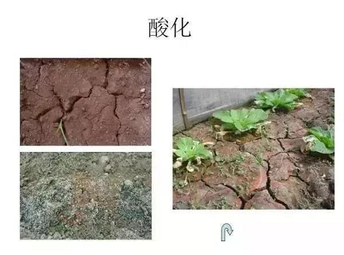 震感！約3.7億畝耕地，需要進(jìn)行土壤改良