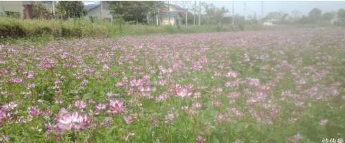 怎樣解決土壤板結(jié)？