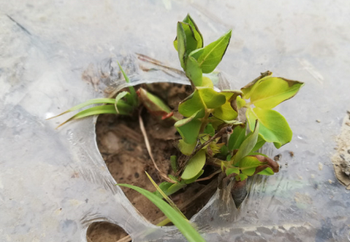 腐植酸不是神，卻是神奇?。ㄉ羁探庾x）