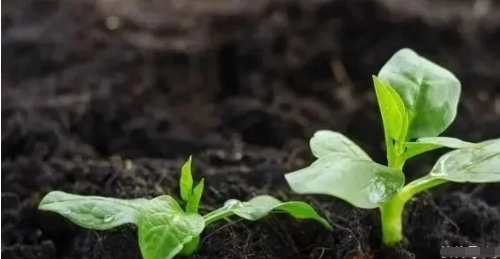 土壤中的它，比氮磷鉀更重要！卻被所有人忽略了