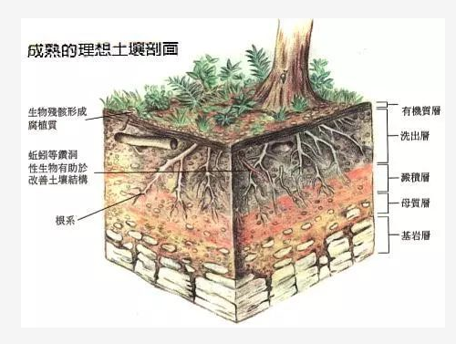 虧大了！用了“糞肥”，傷了根、落了果，賠了......