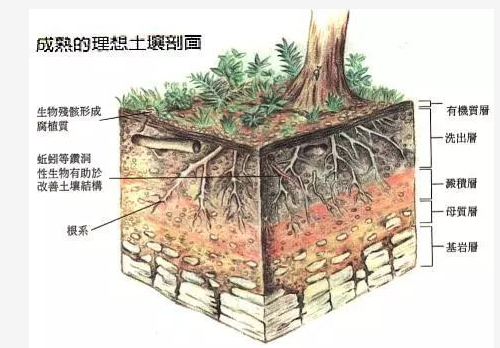 種植戶朋友：糞肥傷根又落果，別再用了！