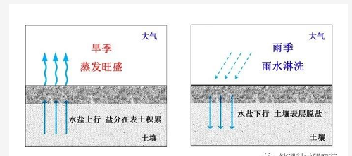 什么是土壤鹽堿（漬）化？