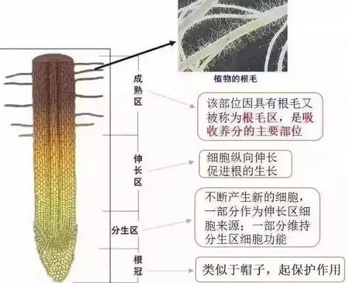 白根有勁、黃根保命、黑根有病、灰根要命！根系應該如何養(yǎng)？