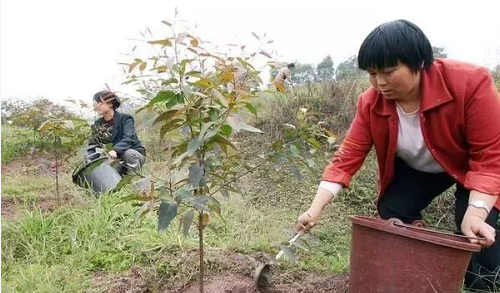 警告：肥料這么用都是白瞎錢(qián)！這些錯(cuò)千萬(wàn)別再犯了！