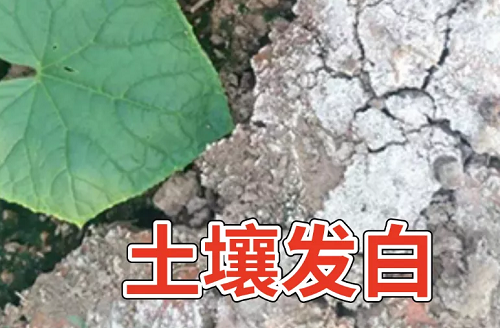 土壤“病了”怎么辦？這8個解決方法快拿走！