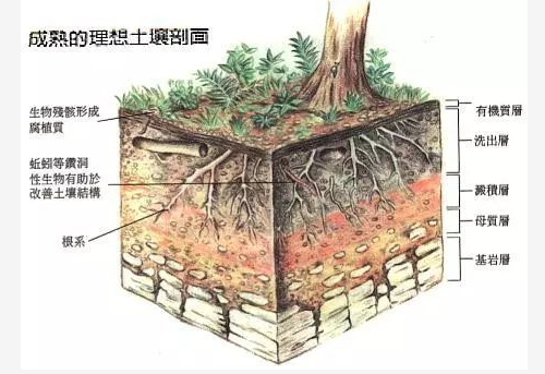 虧大了！用了“糞肥”，傷了根、落了果，賠了......