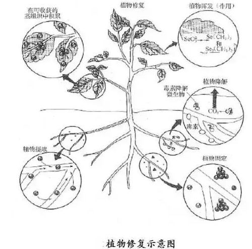 不用再找了！最全的土壤修復(fù)再利用技術(shù)匯總！