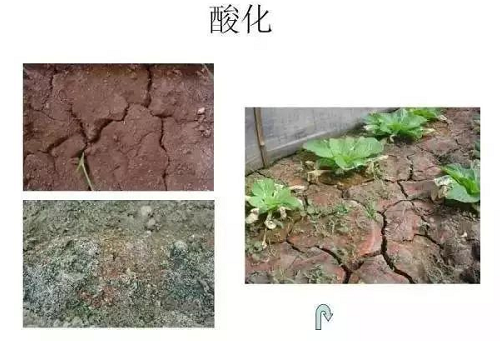 改良土壤是通過(guò)有益菌殺死有害菌錯(cuò)維持菌群平衡才是改土之本