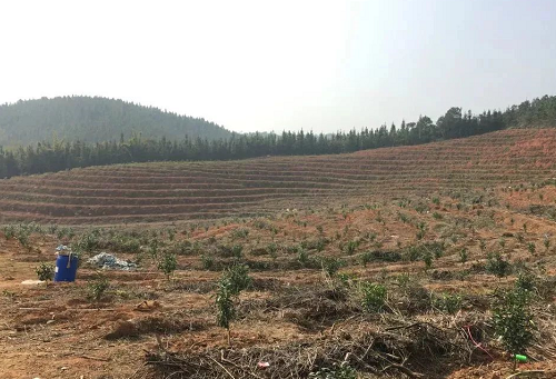 土壤，是地球的皮膚，不僅抵御外部侵襲，更孕育了生命活力。