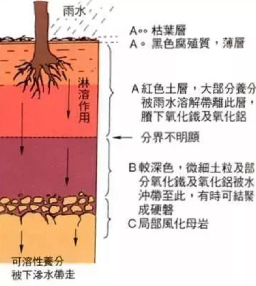 土壤，是地球的皮膚，不僅抵御外部侵襲，更孕育了生命活力。