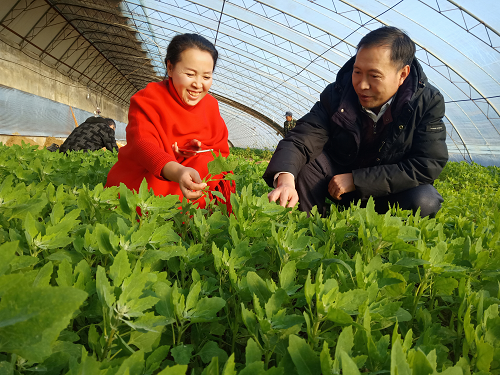 龍達(dá)梅力更，天佑聰慧 酵素好大米，健康國(guó)人