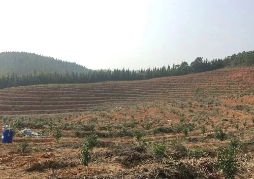 不懂土壤，用的肥用的藥都是浪費！都看看吧！