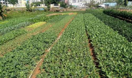 石灰和沸石對酸化菜園土壤改良效應