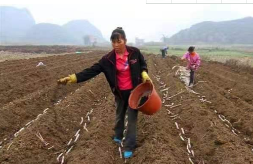 生石灰改善土壤，就是一把雙刃劍，不注意這4個(gè)事項(xiàng)，會起反作用