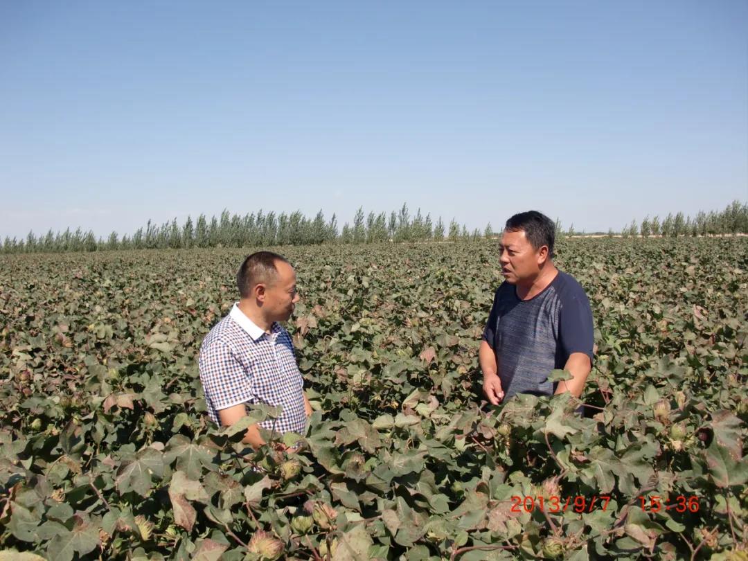 挑戰(zhàn)世界性難題，成都華宏獲得棉花黃枯萎治理國家專利技術(shù)