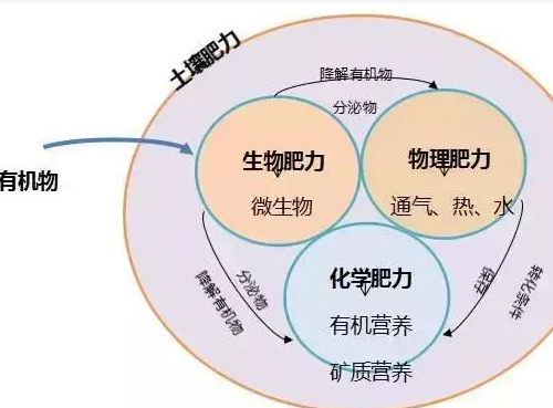 農作物所需的“第一養(yǎng)分”是什么元素？答案出乎意料！