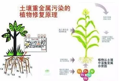 快看看我們的土壤是否還是它原本的那個(gè)樣子？是否已經(jīng)生病了！