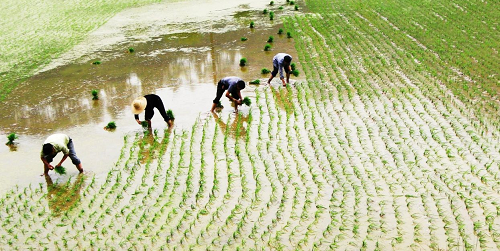 2021年耕地保護(hù)新打算