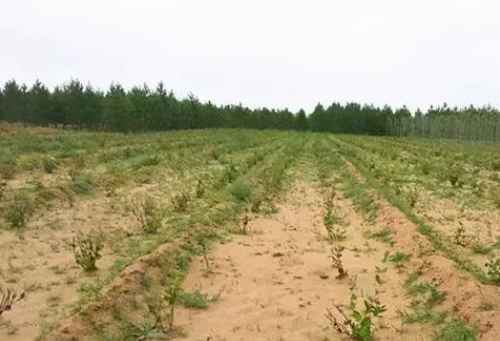 五種具有土壤修復功能的植物