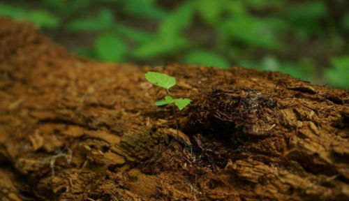 鈍化劑對(duì)土壤性質(zhì)及鎘生物有效性的影響研究