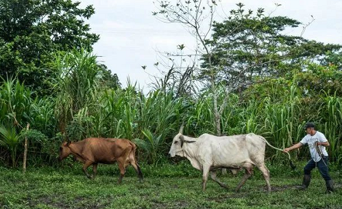 土壤與氣候變化、生物多樣性和糧食安全