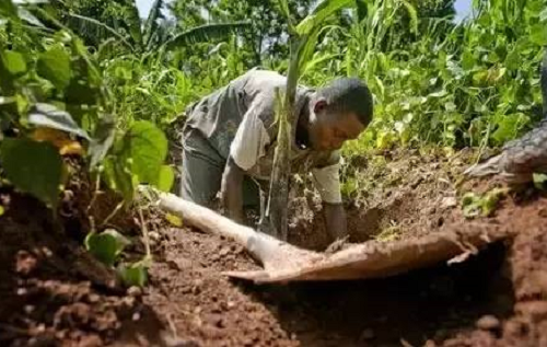 保護(hù)土壤生命力，守住耕地，刻不容緩！