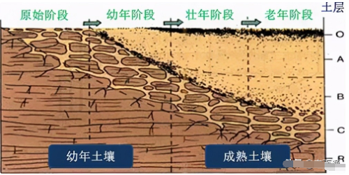 土壤有機質(zhì)最全解讀