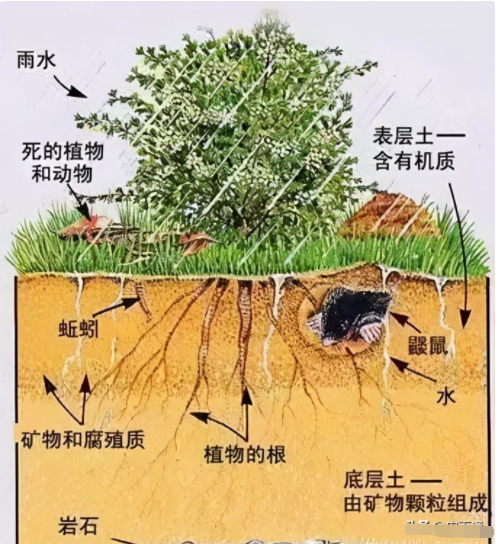 土壤有機質(zhì)最全解讀