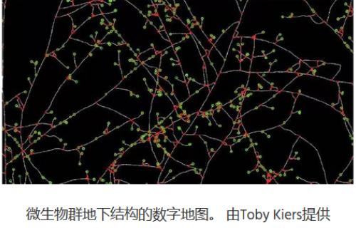 植物想要長(zhǎng)得好？先得“種”好土壤微生物