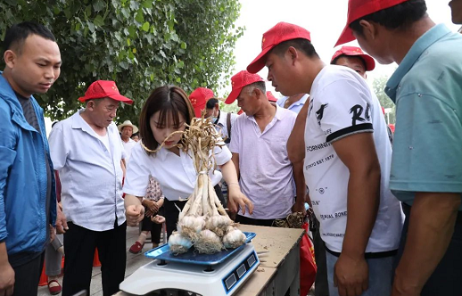 大名縣蒜王爭(zhēng)霸賽“蒜王”出爐！趕緊看看有多大！