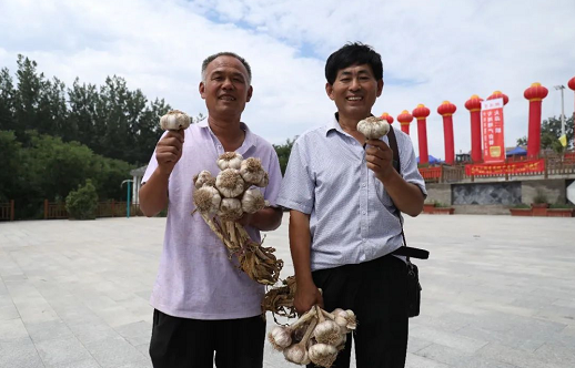 大名縣蒜王爭(zhēng)霸賽“蒜王”出爐！趕緊看看有多大！