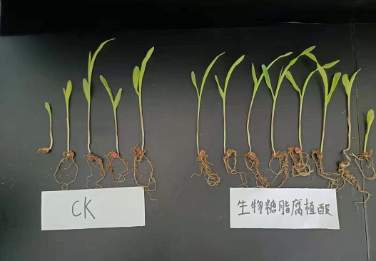 生物糖脂—改良和修復(fù)土壤的利器！