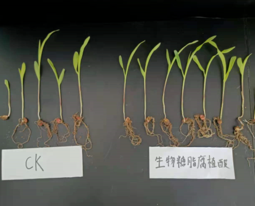 生物糖脂—改良和修復(fù)土壤的利器