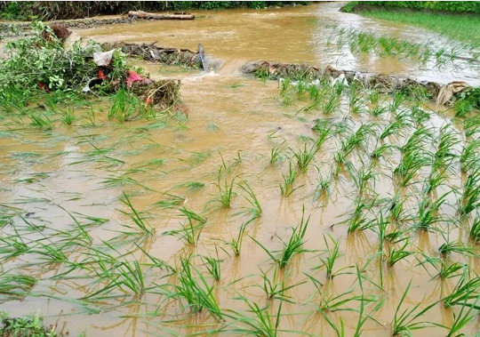 強降雨導致河南農作物受災嚴重，山西林海助力農業(yè)生產恢復！