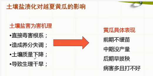 土壤太“咸”了，蔬菜遭殃了！鹽漬化咋解決？