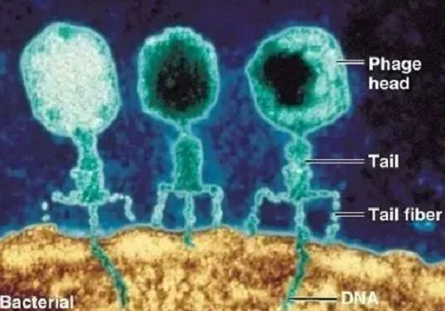 土壤中的8種重要微生物