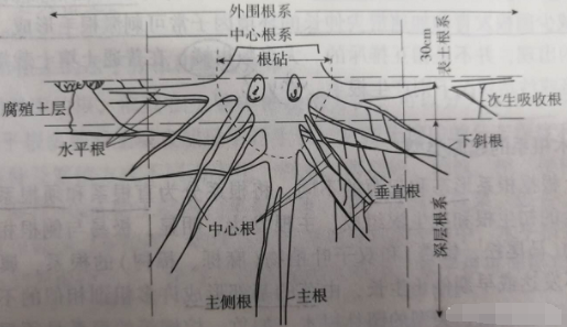 土壤中養(yǎng)分是如何被轉(zhuǎn)化吸收的？