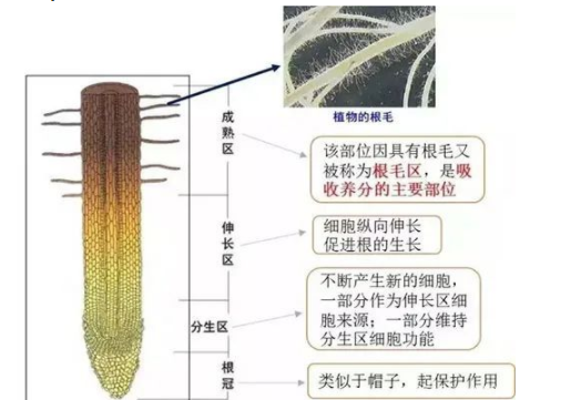 土壤中養(yǎng)分是如何被轉(zhuǎn)化吸收的？