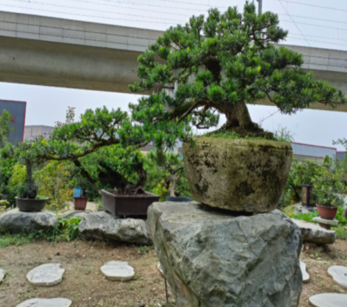 成都蘭妹苑：推廣川派盆景藝術(shù)，打造川派盆景文化產(chǎn)業(yè)