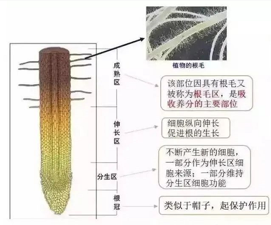 白根有勁、黃根保命、黑根有病、灰根要命！根系應(yīng)該如何養(yǎng)？